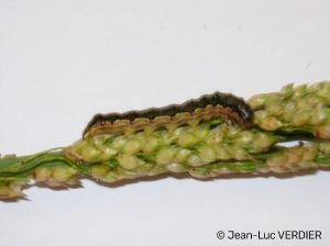 Fisa tehnica - daunatorii sorgului - heliothis