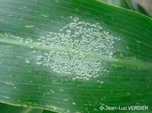 Fisa tehnica - daunatorii sorgului - pucerons