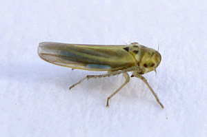 Fisa tehnica - daunatorii sorgului - zyginidia scutellaris