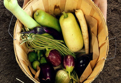 Gradina de pe terasa in care o familie cultiva 35 de plante rare