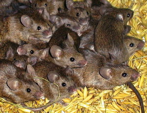 Combaterea soarecilor de casa