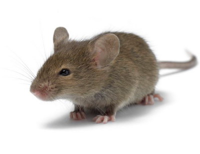 Profilaxia si combaterea rozatoarelor