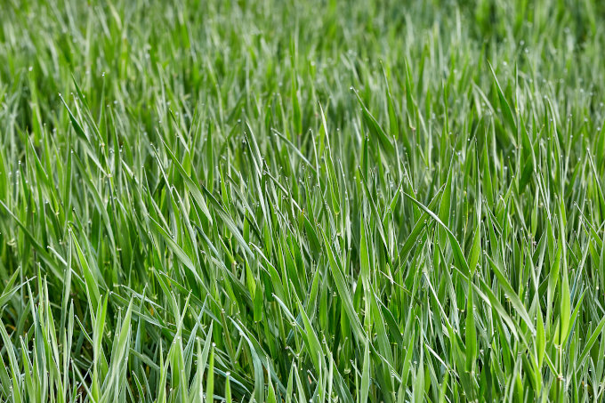 Erbicidarea de toamna la cereale