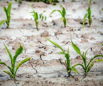 Fermierii afectati de seceta vor fi compensati financiar printr-un ajutor de stat