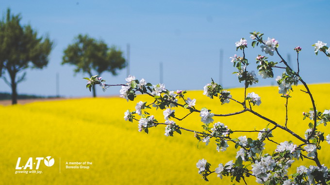 Recomandari pentru fertilizarea de toamna a rapitei