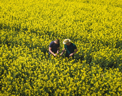 Obtinerea unor productii ridicate la rapita au ca baza si fertilizarea din toamna