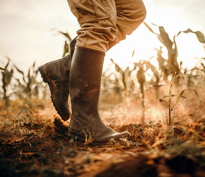 APIA efectueaza plata ajutorului de stat pentru culturile afectate de seceta