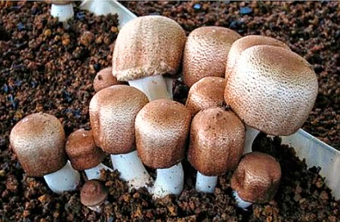 Ciupercile medicinale - Ciuperca lui Dumnezeu