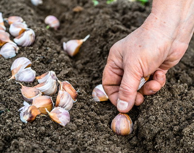 Infiintarea culturii de usturoi de toamna