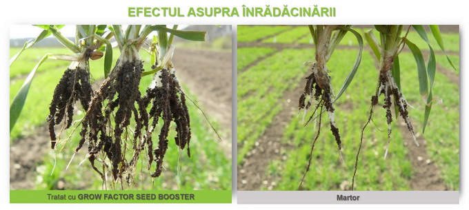 GROW FACTOR SEED BOOSTER - Efect inradacinare