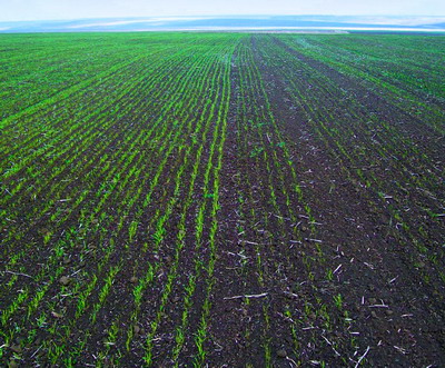 GROW FACTOR SEED BOOSTER: Tratament complex pentru stimularea germinatiei semintelor