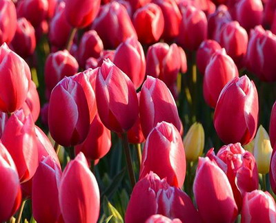 Sfaturi privind plantarea bulbilor de toamna