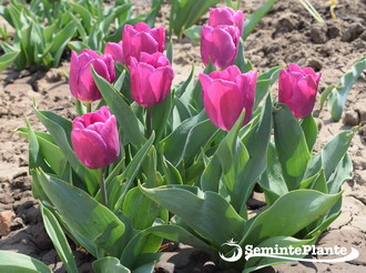 Plantarea bulbilor de toamna - bulbi-de-lalele-plantare-in-grup
