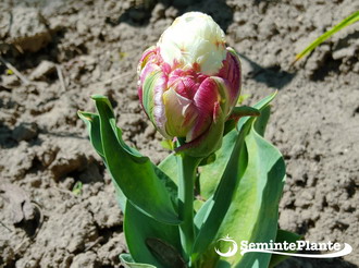 Plantarea bulbilor de toamna - plantare-bulbi-de-lalele-in-linie-ice-cream