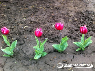 Plantarea bulbilor de toamna - plantare-bulbi-de-lalele-in-linie