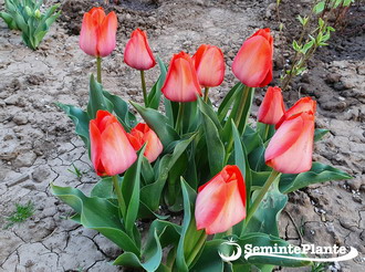 Plantarea bulbilor de toamna - plantare-bulbi-lalele-grupuri