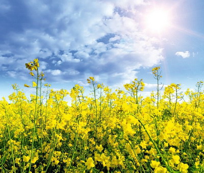 Start bun pentru hibrizii de rapita Pioneer