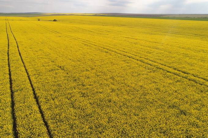 TC Capital - Foto culturi