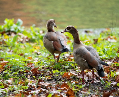 Inaugurarea Centrul de cunostinte dedicat inversarii pierderii biodiversitatii si protejarea ecosistemelor Europei
