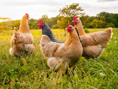 Enterovirozele la pasari