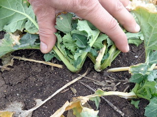 GROW FACTOR EVOLUTION imbunatateste rezistenta rapitei