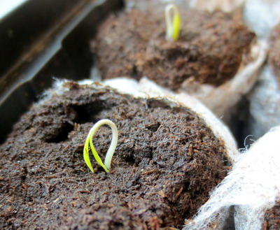 Lencoplant – Solutii profesionale pentru legumicultori la un click distanta