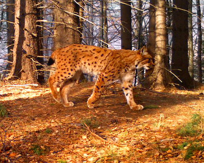 Primele rezultate stiintifice despre starea populatiei de ras din Muntii Fagaras