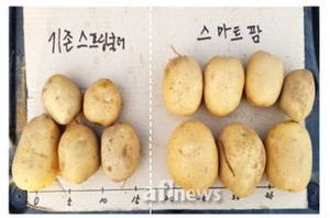 DAVID AQUA SYSTEM - productie cartofi