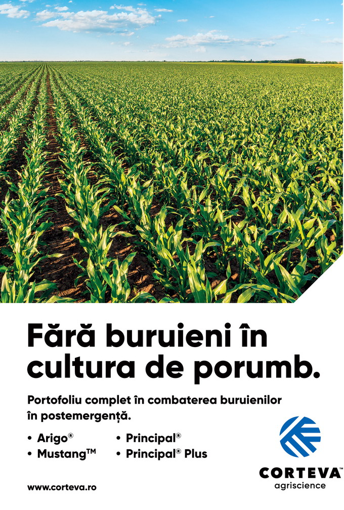 Erbicidarea la porumb - Postemergenta