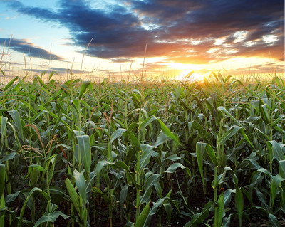 Erbicidarea la porumb in contextul schimbarilor climatice