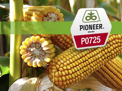 P0725 – hibridul fermierilor campioni la porumb siloz