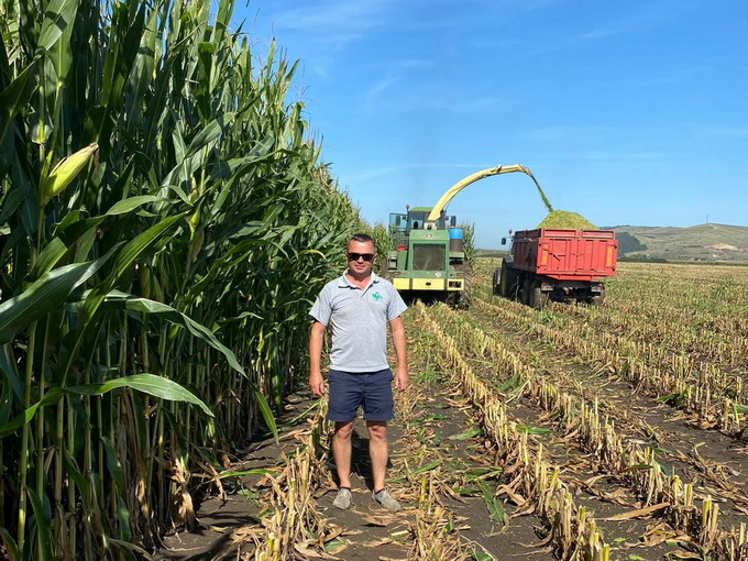 Hibrizi de porumb siloz Pioneer - P0725 - 8 Gore Utiu