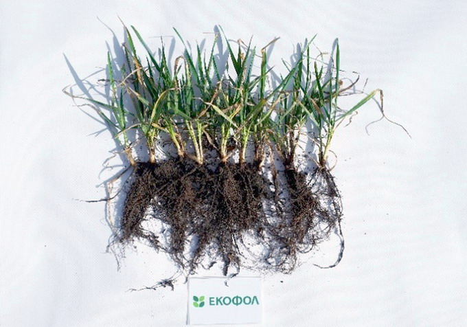 Iernarea cu succes la culturile de cereale paioase