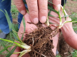 Iernarea cu succes la culturile de cereale paioase - 2