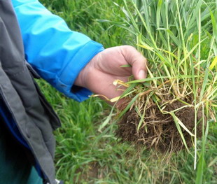 Iernarea cu succes la culturile de cereale paioase - 3