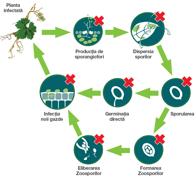 Pachetul ORONDIS ULTRA - locurile unde actioneaza fungicidul