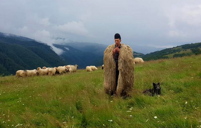 Transhumanta carpatica parte a vietii pastorale traditionale