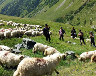 Transhumanta carpatica inscrisa in Inventarul national al elementelor vii de patrimoniu cultural imaterial