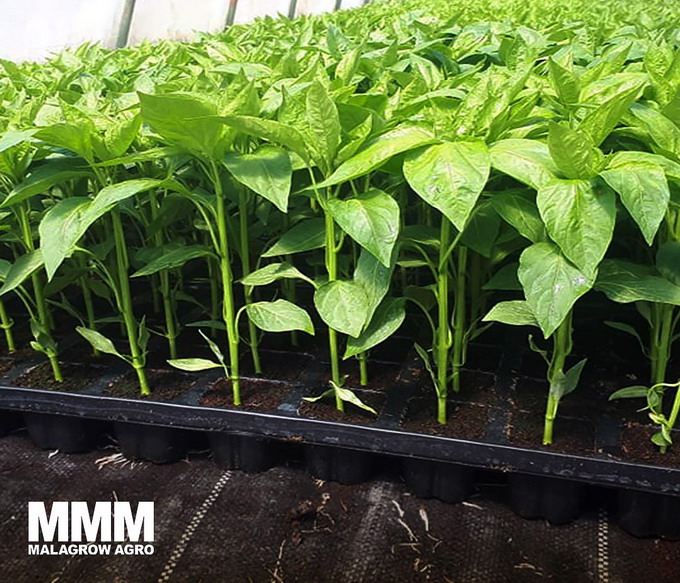 Cultivarea rasadurilor in pepiniere profesionale - Malagrow