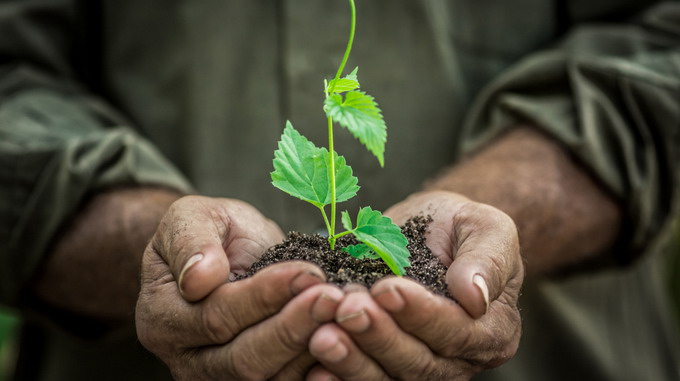 Cultivarea rasadurilor in pepiniere profesionale - Malagrow Romania