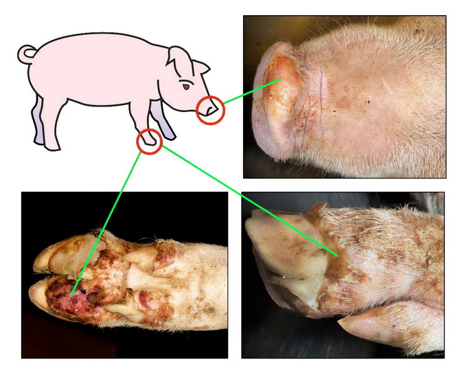 Febra Aftoasa la suine - Identificare