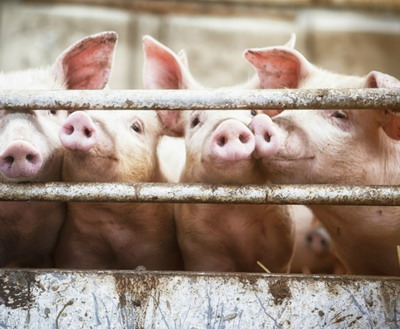 Febra Aftoasa la suine – Transmitere / Simptome / Diagnoza