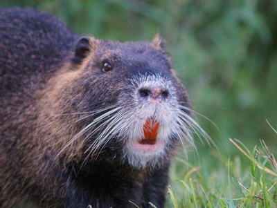 Cresterea nutriilor: tipuri si linii pure