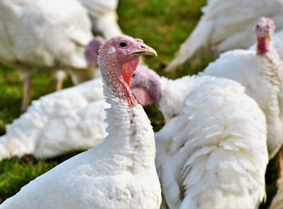 Cresterea si hranirea curcilor adulte