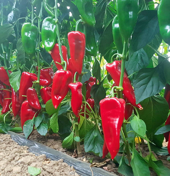 NongWoo Bio - seminte de ardei capia Redpia F1