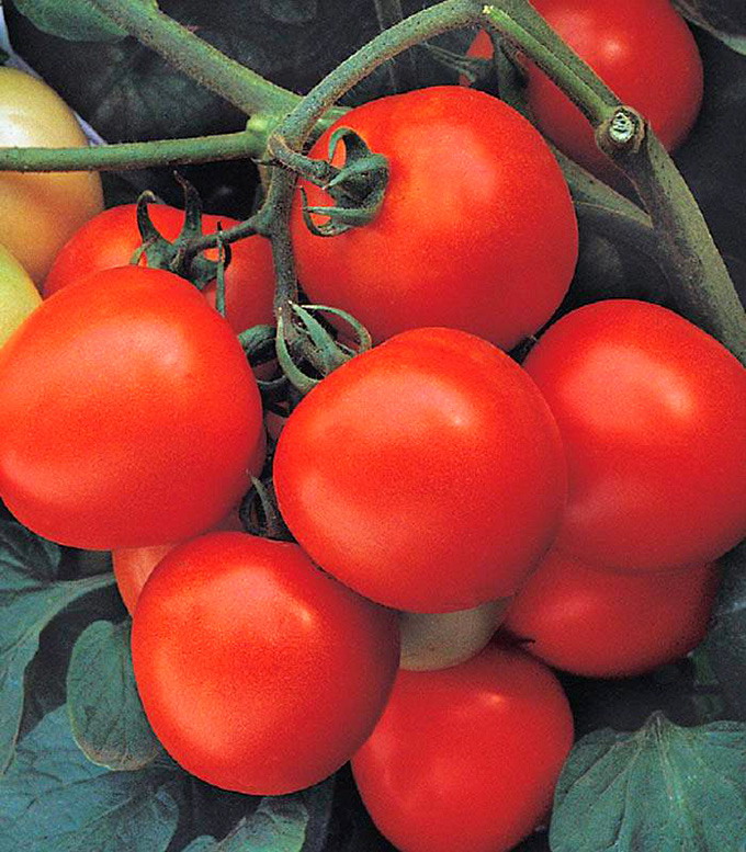 NongWoo Bio - seminte de tomate de camp Savera F1