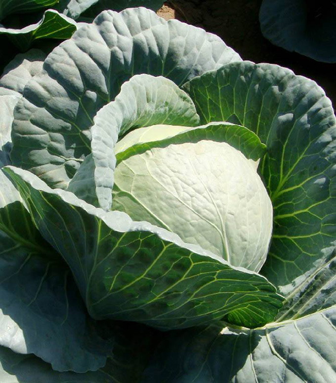 NongWoo Bio - seminte de varza Odyssey F1