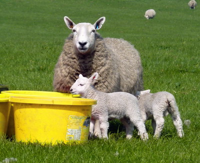 Pregatirea si desfasurarea campaniei de fatari la ovine