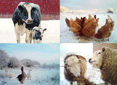 Recomandari pentru protejarea animalelor in conditii grele de iarna