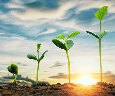 Sustenabilitatea si competitivitatea fermelor romanesti prin agricultura ecologica